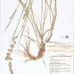Eragrostis elongata Flower