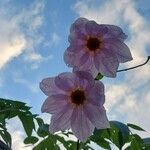 Dahlia imperialisFleur