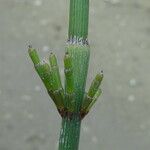 Equisetum ramosissimum ഇല