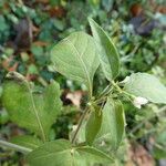 Solanum chenopodioides पत्ता