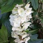 Hydrangea quercifolia Цвят