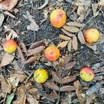 Sorbus domestica Feuille