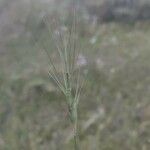 Aegilops triuncialis Fruit