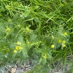 Matricaria discoidea Habitat