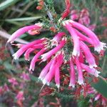 Erica discolor Flor