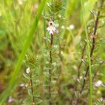 Euphrasia stricta പുഷ്പം