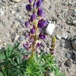 Lupinus angustifolius 花