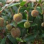 Cephalanthus natalensis Fruit