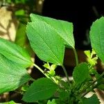 Acalypha indica برگ