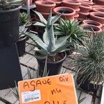 Agave havardiana Ліст