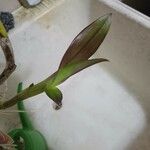 Epidendrum ibaguense Blad