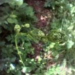 Physospermum cornubiense Flower