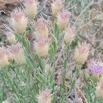 Rhaponticum repens Flower