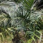 Macrozamia lucida ഇല