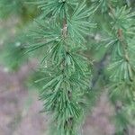 Larix laricina Листок