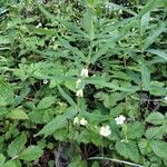 Polygonatum verticillatum Cvet