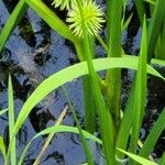 Sparganium americanum Blodyn