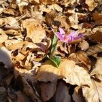 Erythronium sibiricum Blüte