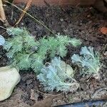 Cotula hispida Hoja
