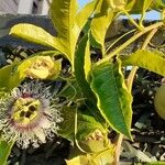Passiflora edulis Owoc