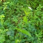 Myosoton aquaticum Habit