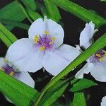 Tradescantia virginiana Flor