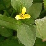 Calyptocarpus vialis Flower