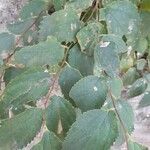 Celtis africana Blatt