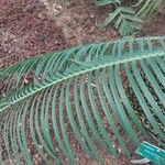 Cycas panzhihuaensis 葉