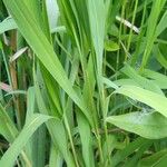 Leersia oryzoides Blad