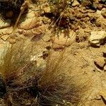 Cymbopogon schoenanthus Hàbitat