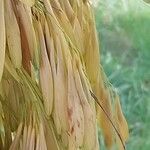 Fraxinus pennsylvanica Fruit