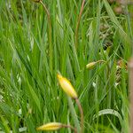 Tulipa sylvestris Flor