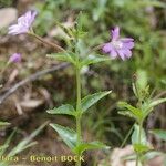 Epilobium duriaei Inny