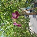 Chilopsis linearis Blüte