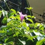 Cryptostegia grandiflora Flower