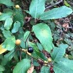 Frangula californica Blad