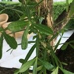 Crescentia alata Hoja