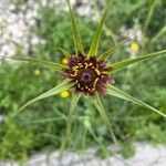 Tragopogon angustifolius 花