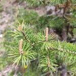 Pinus banksiana Hoja