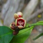 Garcinia pedicellata Kukka