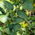 Lonicera japonica 葉