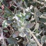 Teucrium × lucidrys 叶