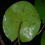 Nymphaea conardii List