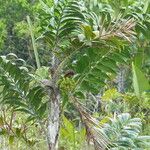 Bactris campestris Leaf