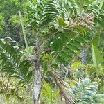 Bactris campestris List