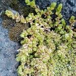 Arenaria bryoides পাতা