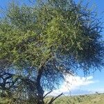 Vachellia etbaica Folha