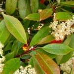 Photinia fraseri برگ