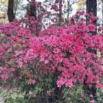 Rhododendron roseum Lapas